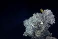 A yellow crinoid perched on precious coral on a deep sea reef in the Gulf of Mexico