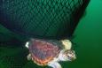A sea turtle underwater