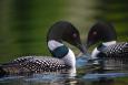 A common loon. Credit: USFWS